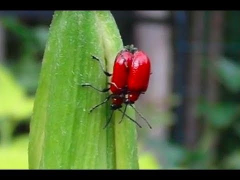 RED LILY BEETLES HOW TO PREVENT AND GET RID OF THEM ORGANICALLY THE LITTLE GARDENER