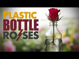 Propagating Roses Using Plastic Bottles With Water Detailed Instructions From A-Z