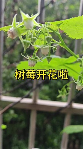 年初网上买的树莓终于开花了，希望借这个劳动节，附近的小蜜蜂都过来帮忙，让我实现树莓自由#阳台盆栽种植 #树莓