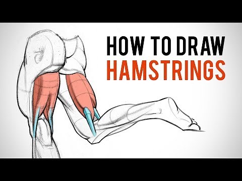 How to Draw Hamstrings - Leg Anatomy for Artists