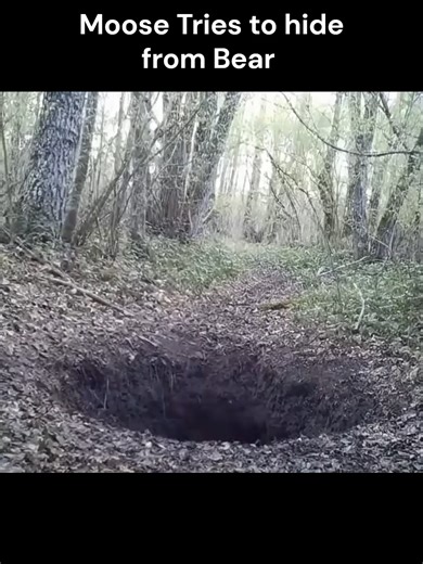 Moose Hides In Hole from Bear #wildlife #trailcamfootage #nature | Moose