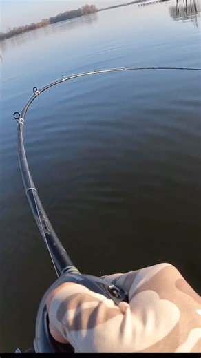 Locating small channel swing flats near spawning pockets, Megabass pro @matty_wong deployed the jerkbait to target suspended bass in the tops of submerged trees in 20 ft of water. “The key to getting these fish to commit was variable cadence,” said Matty. Utilizing a combination of #FFS and instinct, Matty carefully evaluated the aggression of each follower to dial in his rod work. If a fish charged up from the treetops or started following his VISION ONETEN 1, he would immediately speed up the 