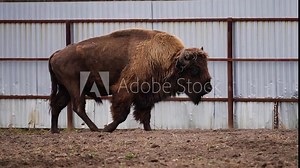Large male european bison walks along a metal fence, showcasing its massive brown coat and sharp horns. This powerful mammal represents the majestic wildlife of the region