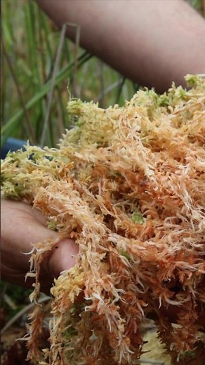 Sphagnum Moss for Terrariums