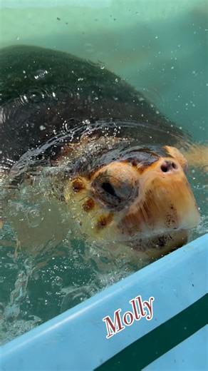 Molly, checking in! Molly, an adult female loggerhead sea turtle who is beating the odds and making an amazing recovery at The Turtle Hospital is healing well from her tumor removal surgeries. Molly’s hospital tank has become a place of inspiration! Thank you for your support ❤️‍🩹🐢 #beinspired #teammolly #rescuerehabrelease #seaturtlehospital #compassioniscontagious @turtlebette @thefloridakeys | The Turtle Hospital