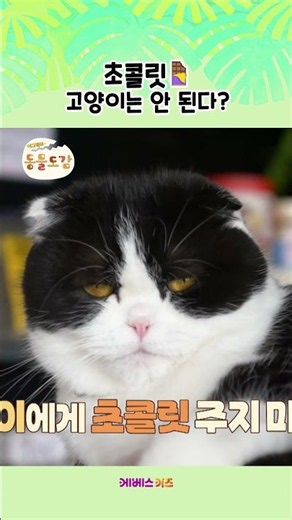 고양이가 초콜릿을 먹으면 안 되는 이유ㅣ에그박사 동물도감ㅣKBS 241231 방송