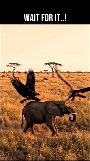 Two Eagles Lift an Elephant Into the Sky | Unbelievable Wildlife Footage