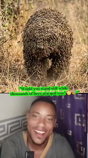 Would You Stand Still While Thousands of Bees Attack You?