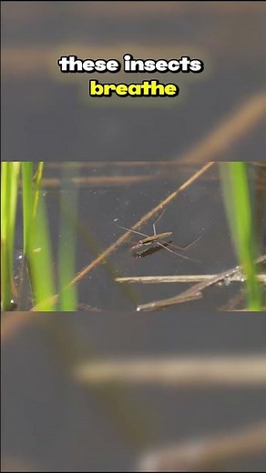Top Ten Species That Live in Acidic Waters: Water Boatman (Corixidae)
