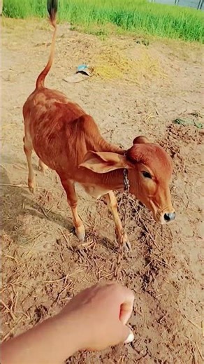 #automobile #嗡嗡嗡 #song #parulrathwanewtimli #ajjubhaiandsooneeta #love #ajjubhaiinmymatch #gaming