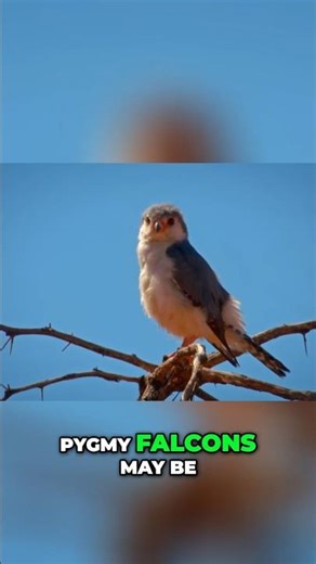 Smallest Falcon, Biggest Fight: Pygmy Falcon's