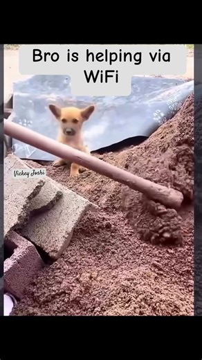 Let me help bro😊#pet#dogshorts