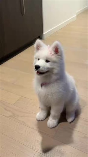 How happy is having a yard with 6 dogs in a family? #6Dogs #Yard #Happiness