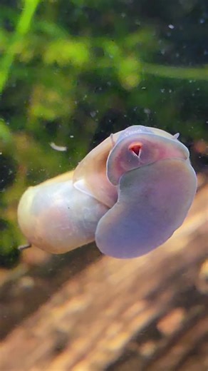 Ramshorn Snails: Nature's Aquarium Cleaners