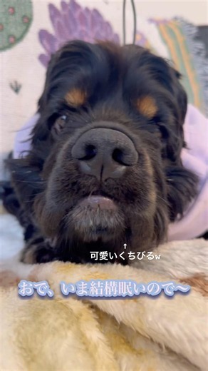 ジャックの主張！ #アメリカンコッカースパニエル #アメコカ #犬との暮らし #犬のいる生活 #中型犬 #癒し #愛犬 #cute #funny#cockerspaniel #puppy #お散歩