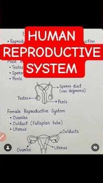 Human REPRODUCTIVE system #dnaclasses #humanreproduction #shorts #classx #education #reproduction