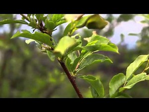 Canon EOS 650D Kit 18-55 IS II video test