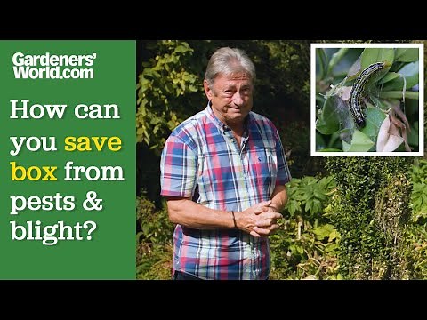 Can box be saved from BOX CATERPILLARS and BOX BLIGHT? Alan Titchmarsh on saving Buxus sempervirens