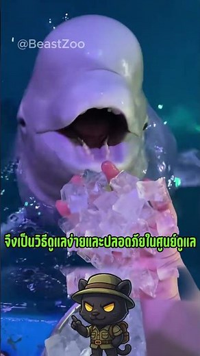 Why do beluga whales like to eat ice? An adorable secret of the king of the ocean! #beluga