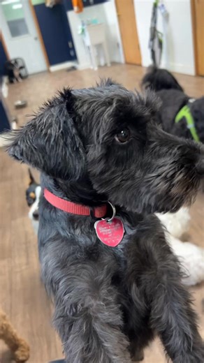 Kitty's Critter Care on Reels