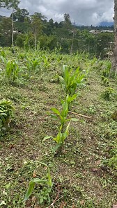Así se trabaja en el campo joven de 14 años, ganándose un jornal de 150,000 Boleando guadaña | Jairo DetoDito