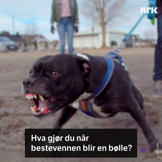 295K views · 1.4K reactions | Hva gjør du når bestevennen blir en bølle?  I dag begynner «Fra bølle til bestevenn»! Se første episode i NRK TV: https://tv.nrk.no/serie/fra-boelle-til-bestevenn/sesong/2/episode/1/avspiller | NRK | Facebook