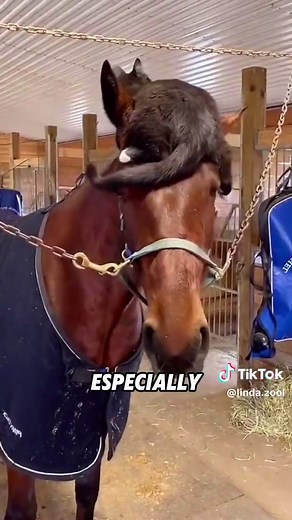 Horses Sit Down When Relaxed | Funny Animal Moments