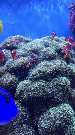 Exploring the Wonders of Monterey Bay Aquarium