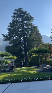 Amazing #Italy 🇮🇹❤️ #Lakecomo #beautifuldestinations #travelandleisure #luxurytravel #cnntravel #italianholiday #maketravelmatter #virtuosotravel #virtuosotraveladvisor #iftm2022 #luxurytraveladvisor #traveladvisor #bucketlisttravel #IBTMWorld #cntraveler #forbestravelguide #LiveItalian Video flowers31 | Amazing Italy DMC Incentive Travels Meetings & Events