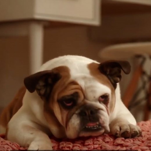 31K views · 54 reactions | Has your robot vacuum ever driven over dog poop? iRobot has a solution for that. | Cheddar Gadgets | Facebook