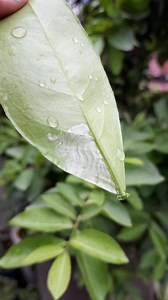 Leaf Miner in Citrus #freshpointbd #citrus #leafminer #orange #plants #garden #fruit | Fresh Point BD