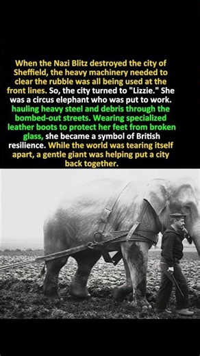 The Circus Elephant Who Cleared the Ruins of Sheff