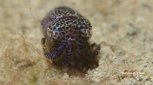 785K views · 3.9K reactions | The bobtail squid is only the size of a raspberry, it is active at night and got great skills for hiding itself in the sand. Check it out! This clip was take in Komodo National Park. We will be heading thee again in October 2017. We still have few spots left, let us know if you interested. | Underwater Tribe | Facebook