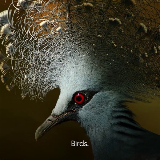 Can we get a little commotion for our feathered friends? 🐥 #PlanetOfTheBirds is streaming on Disney . | National Geographic TV