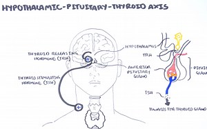 Hypothalamic Pituitary Thyroid Axis (regulation, TRH, TSH, T3 and T4) 下丘脑垂体甲状腺轴