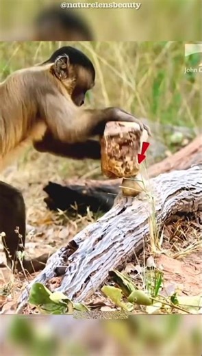Monkey Uses Tools to Break Hard Nuts 🐒🔨