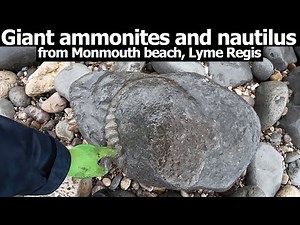 Giant ammonites and nautilus from Monmouth Beach #dorset #fossilhunting