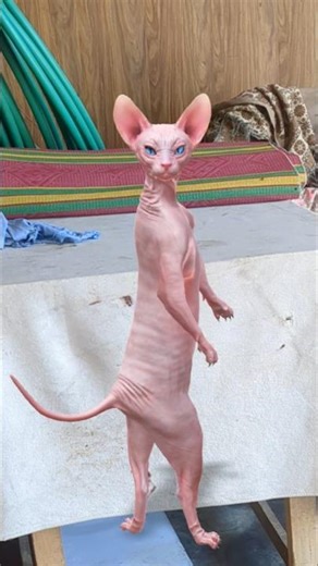 dancing sphinx cat #sphinxsecrets #cat #catvideos #learntopodcast #dancingvedio #catmemes
