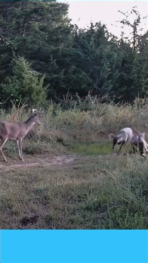 Run Mr. Rabbit!! #deer #wildlife #huntingseason #missourideer