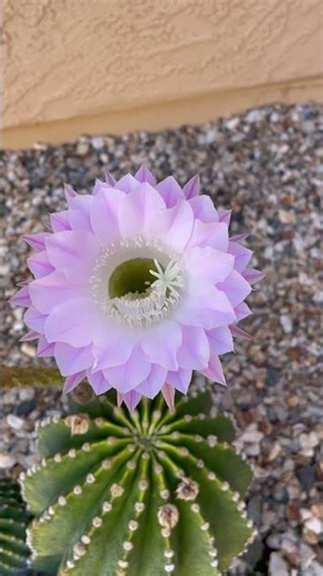 Easter Lily Cactus in Full Bloom