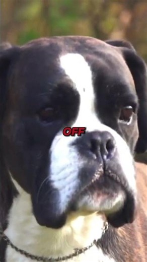 The Boxer Breed Characteristics And Traits #shorts