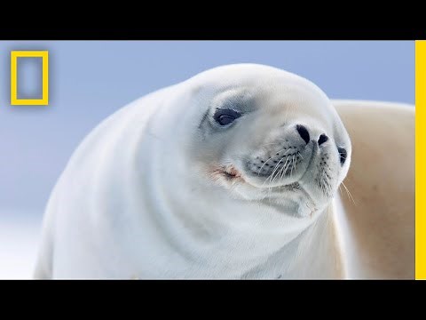 Take a 4-Minute Escape to the Blissful Serenity of Antarctica | Short Film Showcase