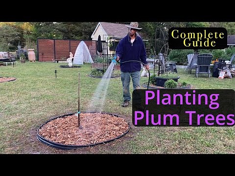 Planting fruit trees at home