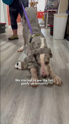 Starving Great Dane Puppy Doubles His Weight | The Dodo
