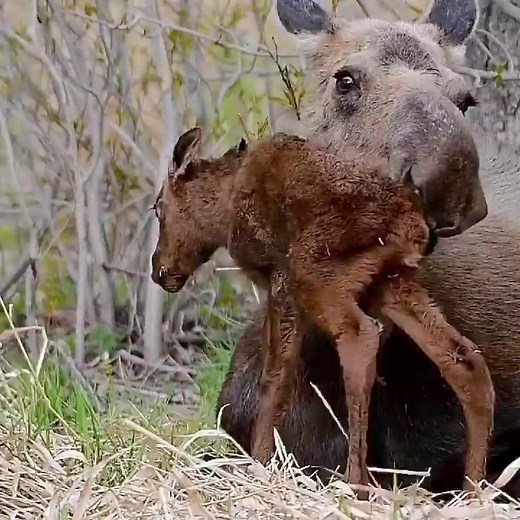 32K views · 901 reactions | Moose Mom and Calf. Found via: wild_on_alaska #moose #moosehunting #mooselove #moosehunt #mooselife #wildanimals #animallove | All About Moose | Facebook