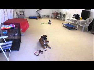 Dog Aggressive Boxer Rehab- Take the Lead K9 Training