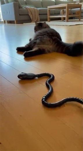 Scared Cat vs Moving Snake Toy 🐍😂 | Cat’s Funniest Reaction Ever!
