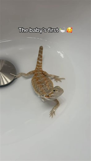 Tiny lizard, big self-care energy 💅 #babysfirstbath #reptilesofinstagram #beardeddragon #beardie