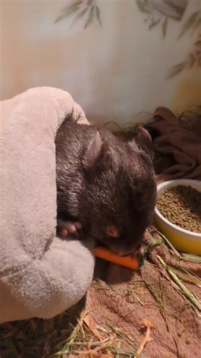 bush beings on Instagram: "Update on little Mouse. She is definitely on the improve after a long battle. She has started eating again, is off her IV fluids, and we are really excited 😁🎉. She still has a long way to go, and a lot of catching up to do. Fingers tripley crossed for her, she is such a little fighter 🥰🥕❤️ Donations - BUSH BEINGS SHELTER INC. BSB 633000. ACC. NO 183112838 Beings Beings Shelter is a Not for Profit Organisation and 100% volunteer run #wild