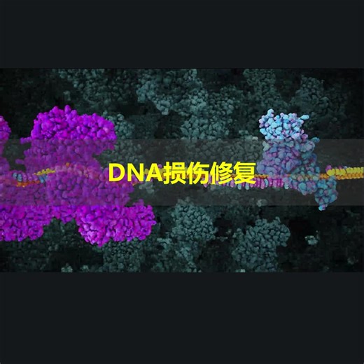 DNA损伤修复